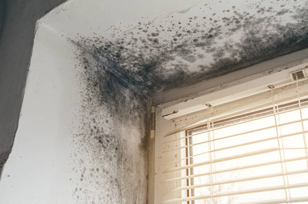 Affordable Mold Testing solutions in Halifax, VA